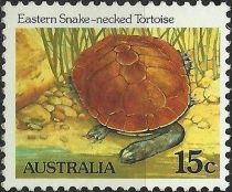 Eastern Snake-necked Tortoise - P(12¾)