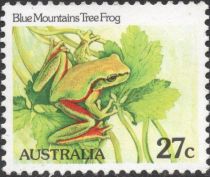 Blue Mountains Tree Frog (Litoria citropa)