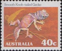 Smooth Knob-tailed Gecko (Nephrurus laevissimus) - P(12¾)