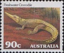 Freshwater Crocodile (Crocodylus johnsoni)