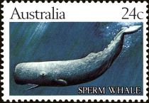 Sperm Whale (Physeter macrocephalus)