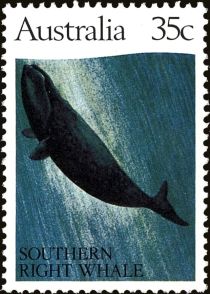 Southern Right Whale (Eubalaena australis)