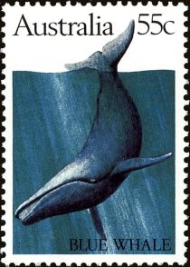 Blue Whale (Balaenoptera musculus)