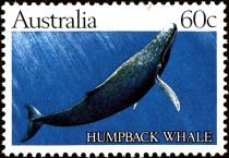 Humpback Whale (Megaptera novaeangliae)