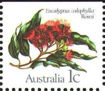 Marri (Eucalyptus calophylla) - I(T)