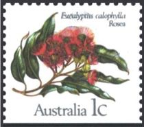 Marri (Eucalyptus calophylla) - I(B)