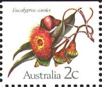 Caesia (Eucalyptus caesia) - I(T)