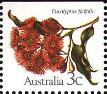 Eucalyptus ficifolia