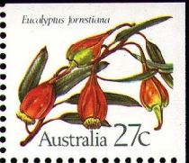 Eucalyptus forrestiana - I(TR)