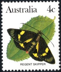 Regent Skipper (Euschemon rafflesia)