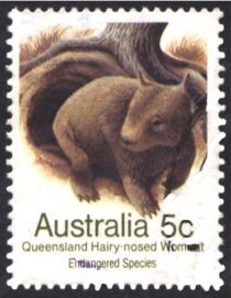 Queensland Hairy-nosed Wombat (Lasiorhinus krefftii