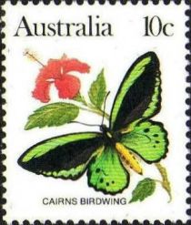 Cairns Birdwing (Ornithoptera priamus)