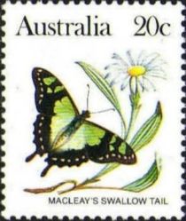 Macleay's Swallow Tail (Graphium macleaynus)