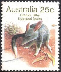 Greater Bilby (Macrotis lagotis) - P(14½ x 14)