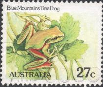 Blue Mountains Tree Frog (Litoria citropa)