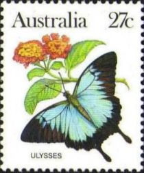 Ulysses (Papilio ulysses)