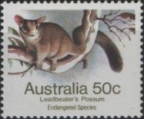 Leadbeater's Possum (Gymnobelideus leadbeateri) - P(14 x 14½