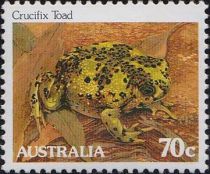 Crucifix Toad (Notaden bennettii)