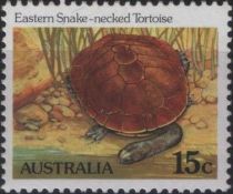 Eastern Snake-necked Tortoise - P(14½ x 14)