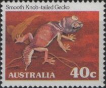 Smooth Knob-tailed Gecko (Nephrurus laevis) - P(14½ x 14)