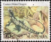 Eastern Water Dragon (Physignathus lesueurii) - P(14 x 14½)