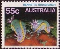 Bennet's Nudibranch (Hypselodoris bennetti)