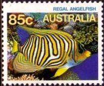 Regal Angelfish (Pygoplites diacanthus)