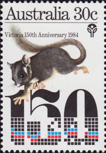 Leadbeater's Possum (Gymnobelideus leadbeateri)