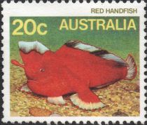 Red Handfish (Brachionichthys politus)