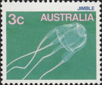 Jimble Jellyfish (Carybdea rastoni)