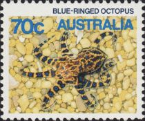 Southern Blue-ringed Octopus (Hapalochlaena maculosa)