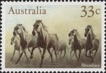 Brumbies (Wild Horses)