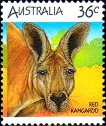 Red Kangaroo (Osphranter rufus)