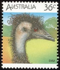 Emu (Dromaius novaehollandiae)