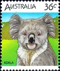 Koala (Phascolarctos cinereus)