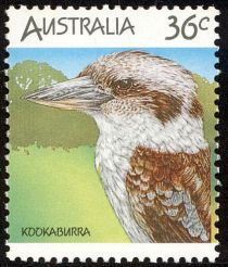 Laughing Kookaburra (Dacelo novaeguineae)