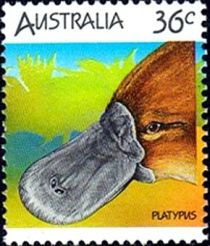 Duck-billed Platypus (Ornithorhynchus anatinus)