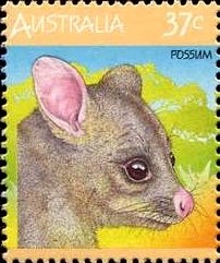 Common Brushtail Possum (Trichosurus vulpecula)