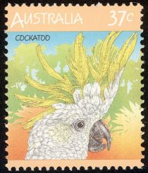 Sulphur-crested Cockatoo (Cacatua galerita)