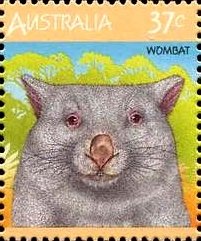 Common Wombat (Vombatus ursinus)