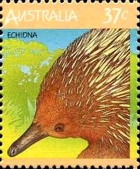 Short-beaked Echidna (Tachyglossus aculeatus)