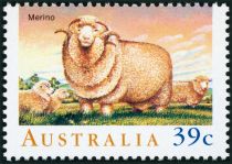 Merino Sheep (Ovis ammon aries)