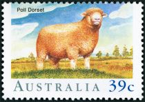 Poll Dorset (Ovis ammon aries)