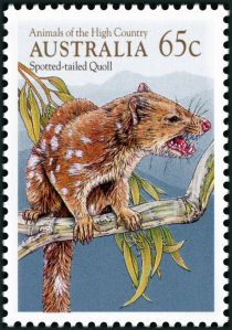 Spotted-tailed Quoll (Dasyurus maculatus)