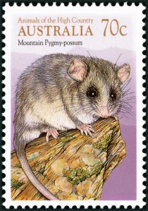 Mountain Pygmy Possum (Burramys parvus)