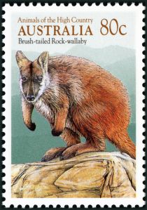 Brush-Tailed Rock-Wallaby (Petrogale penicillata)