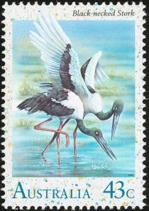 Black-necked Stork (Ephippiorhynchus asiaticus)