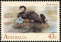 Black Swan (Cygnus atratus)