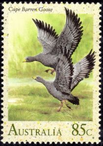 Cape Barren Goose (Cereopsis novaehollandiae)