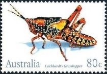 Leichhardt's Grasshopper (Petasida ephippigera)